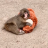 <![CDATA[ Punch, o macaco bebé que conquistou o mundo, celebra o primeiro aniversário ]]>