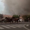 <![CDATA[ Imagens mostram cavalos em fuga perante incêndios florestais em França ]]>