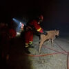 <![CDATA[ Bombeiros resgatam animais de quinta ameaçada pelos incêndios em Espanha ]]>