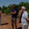 Grupos organizados e drones vigiam terrenos em Silves para que laranjas não sejam roubadas