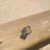 <![CDATA[ Câmara de Sintra alerta para "partículas inorgânicas" avistadas em praias de Sintra, Torres Vedras, Mafra e Cascais ]]>