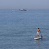 <![CDATA[ Praticante de stand up paddle desaparecido ao largo da Arrifana, no Algarve ]]>