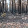 <![CDATA[ Incêndio em Ponte de Lima em fase de rescaldo ]]>