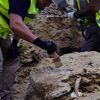 <![CDATA[ Encontrada carapaça de tartaruga com mais de 15 milhões de anos em Madrid ]]>