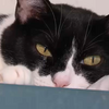 <![CDATA[ Mistério dos gatos desaparecidos no Barreiro regressa com cuidador a acusar mulheres de capturas suspeitas ]]>