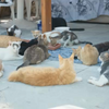 <![CDATA[ Mistério de gatos desaparecidos retorna às colónias no Barreiro: cuidadores trocam acusações e ameaças. Veja na CMTV ]]>