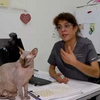 <![CDATA[ Especialista explica à CMTV como deve funcionar uma colónia de gatos após nova polémica no Barreiro ]]>