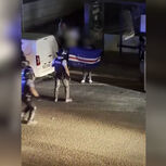 Carga policial interrompe festejos de adeptos de Cabo Verde em Agualva-Cacém