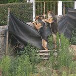 Barulho dos cães camuflava queixas de idosos em lar ilegal