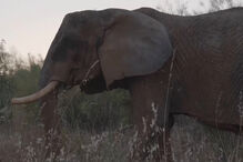 Último elefante de circo em Portugal já mora em santuário no Alentejo 