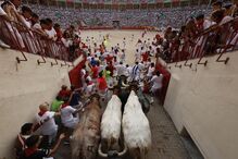 Touros entram na arena para luta de touros em San Fermín, Espanha