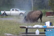 Homem fica gravemente ferido após ataque de bisonte de 900 quilos num parque natural nos EUA