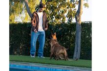 Ferran Torres treina cães junto a uma piscina