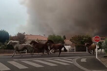 Imagens mostram cavalos em fuga perante incêndios florestais em França