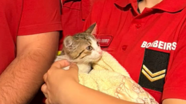 Bombeiros salvam gato bebé em Valadares