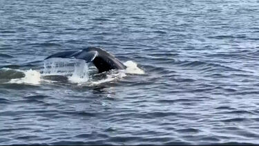 Baleias-jubarte regressam à Baía de Guanabara no Brasil após anos de ausência