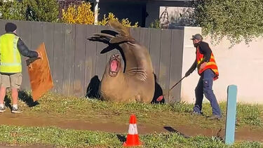Neil, o elefante-marinho viral, volta a passear pelas ruas da Tasmânia