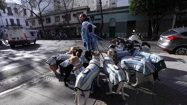 “La Perroneta”: estes cães vestem-se a rigor para apoiar a seleção Argentina no Mundial