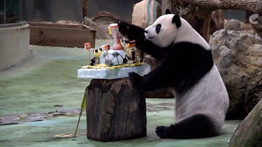 Panda celebra 13.º aniversário com bolo inspirado no Mundial de Futebol em Taiwan