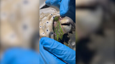 Morreu Panchita, o papagaio resgatado dos escombros depois de sete dias soterrado após os sismos na Venezuela