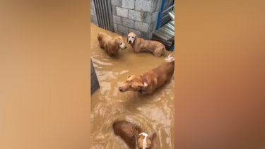 Dono de abrigo de animais enfrenta cheias para salvar cães e gatos da subida das águas