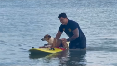 Cão é resgatado por bombeiro depois de nadar para longe da costa nos EUA