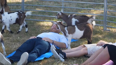 Príncipe Harry experimenta "yoga com cabras"