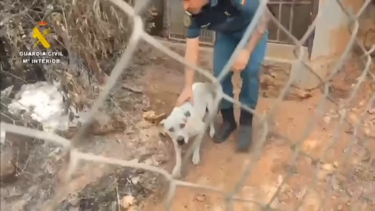 O momento em que cão é resgatado após casa ser totalmente consumida pelas chamas em Espanha