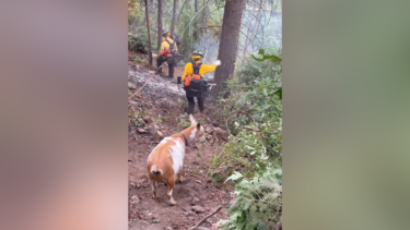 Goldie, a improvável ajudante de quatro patas que se juntou aos bombeiros no combate a um incêndio nos EUA