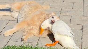 Pequeno pato cria amizade improvável com cão que sofre de epilepsia