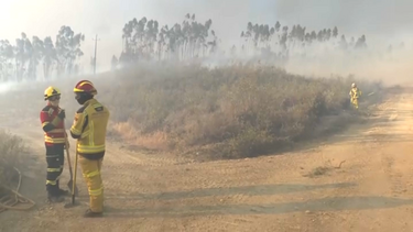 Incêndio em Proença-a-Nova combatido por mais de 300 bombeiros e 11 meios aéreos