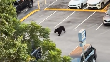 O momento em que urso persegue várias pessoas em parque de estacionamento do Tennessee