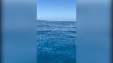 Avistado tubarão perto de embarcação ao largo da Nazaré