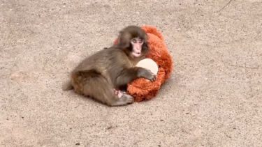Punch, o macaco bebé que conquistou o mundo, celebra o primeiro aniversário