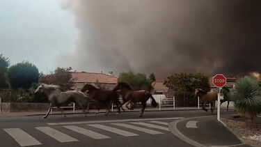 Imagens mostram cavalos em fuga perante incêndios florestais em França