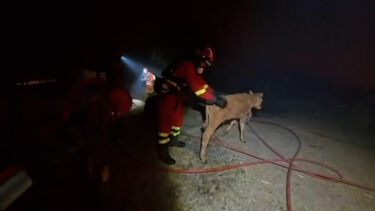 Bombeiros resgatam animais de quinta ameaçados pelos incêndios em Espanha
