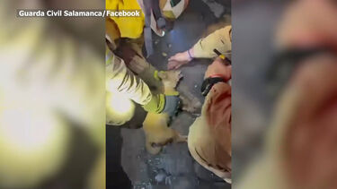 O momento em que bombeiros portugueses resgatam cão em incêndio em Espanha