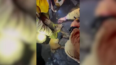 O momento em que bombeiros portugueses resgatam cão em incêndio em Espanha