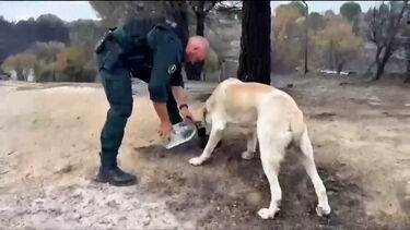 Bombeiros resgatam e dão água a animais afetados pelos incêndios em Espanha