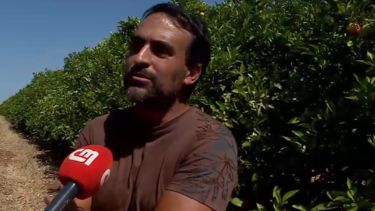 No pomar do Nuno foram roubadas 20 toneladas de laranjas 