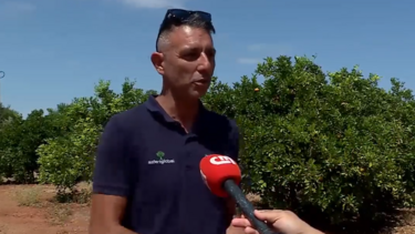 Comprar laranjas roubadas no Algarve pode colocar em causa a saúde dos consumidores 