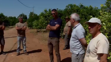 Grupos organizados e drones vigiam terrenos em Silves para que laranjas não sejam roubadas 