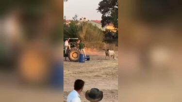 Vídeo mostra touro à solta durante festas da Benção do Gado em Torres Novas. Animal feriu quatro pessoas  