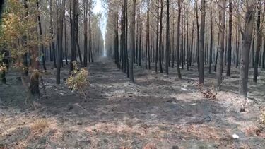 Incêndio em Ponte de Lima em fase de rescaldo