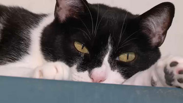 Mistério dos gatos desaparecidos no Barreiro regressa com cuidador a acusar mulheres de capturas suspeitas