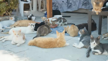Mistério de gatos desaparecidos retorna às colónias no Barreiro: cuidadores trocam acusações e ameaças
