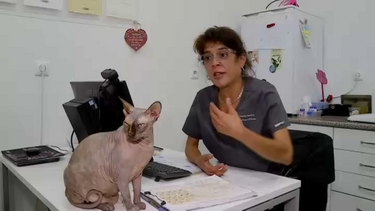 Especialista explica à CMTV como deve funcionar uma colónia de gatos após nova polémica no Barreiro