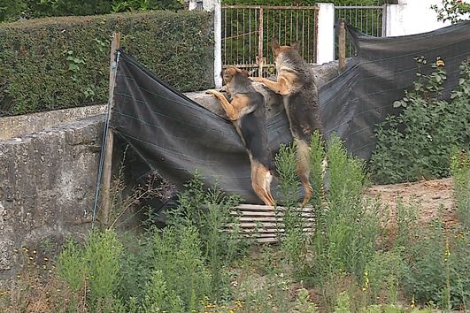 Barulho dos cães camuflava queixas de idosos em lar ilegal