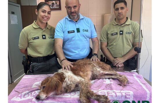 GNR resgatou o cão