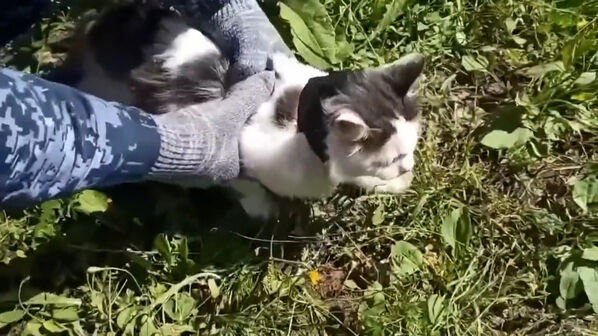 Gato usado para transportar droga apanhado junto a prisão na Rússia